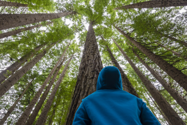 A teen in a hoodie looking upward toward the tops of towering redwood trees