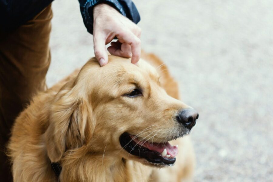 A person petting a golden retriever on the head
